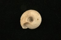 臺灣鱗盾蝸牛藏品圖，第2張